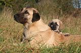 KANGAL 120